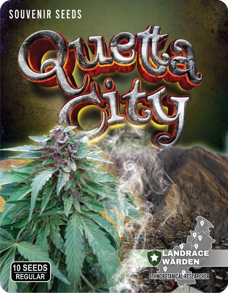 Quetta City Regular Seeds