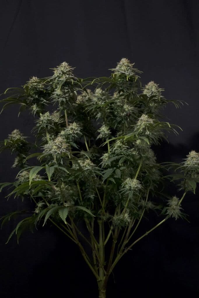 Gorilla Cookies FAST Feminised Seeds