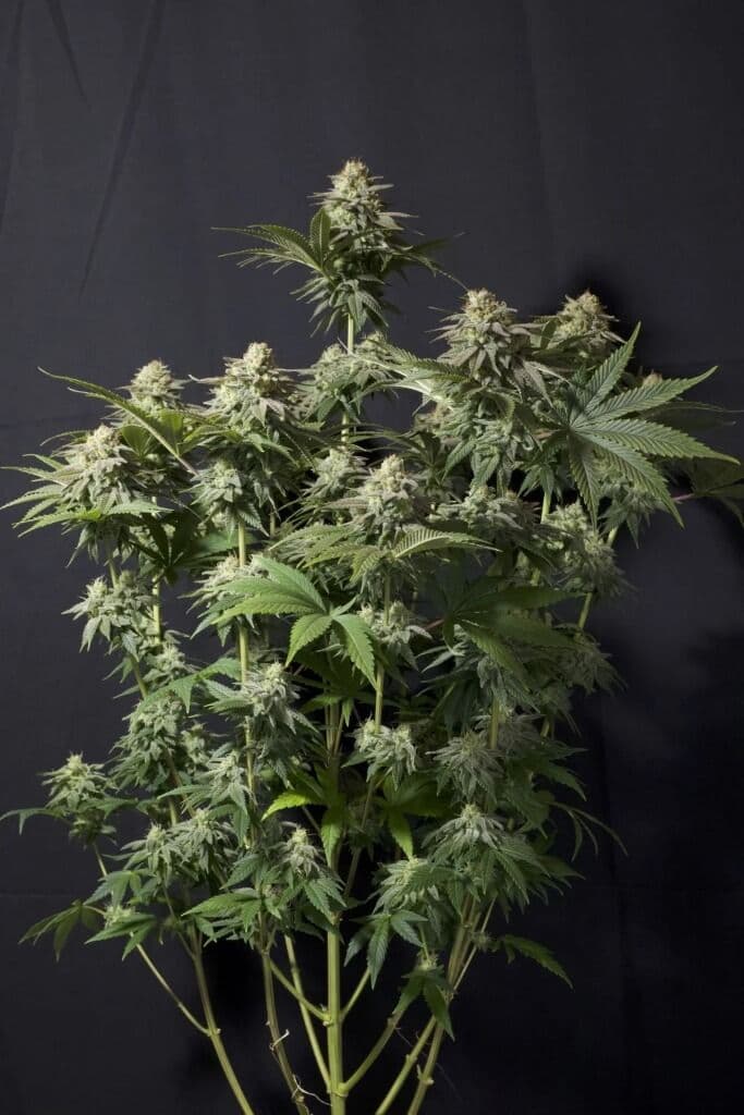 Orange Sherbet FAST Feminised Seeds