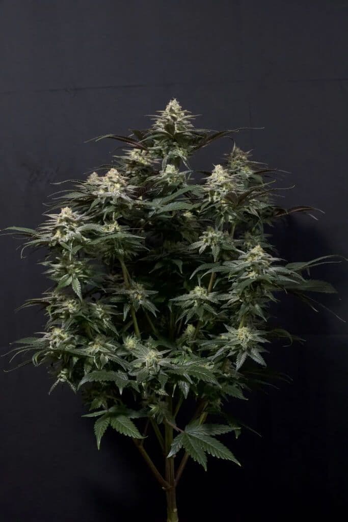 Purple Lemonade FAST Feminised Seeds