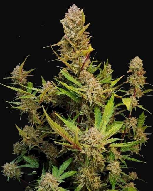 Apricot Auto Feminised Seeds