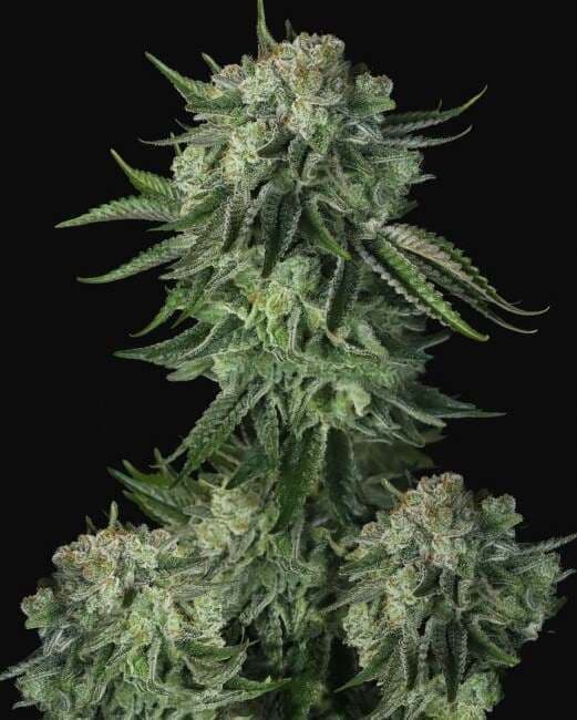 Original Moby Dick Auto Feminised Seeds