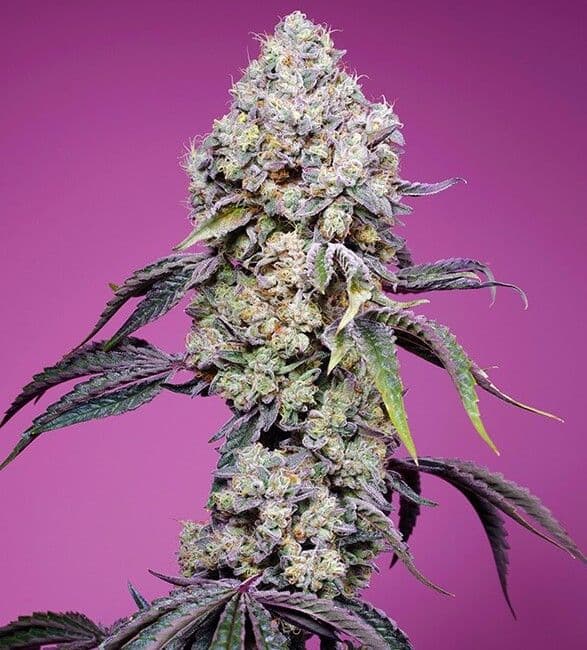 Sweet Mandarine Zkittlez F1 Fast Version Feminised Seeds