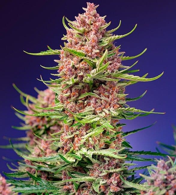 Strawberry Cola Sherbet F1 Fast Version Feminised Seeds