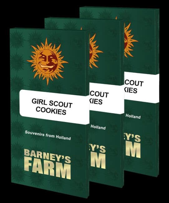 Girl Scout Cookies Feminised Seeds