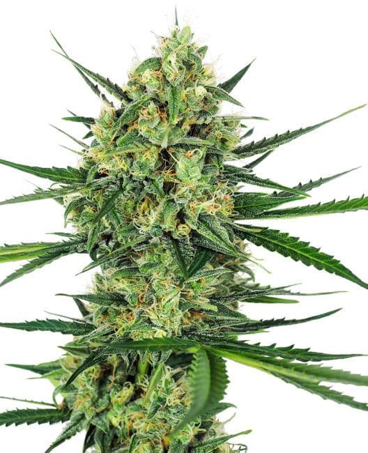 Tangerine Sugar Feminised Seeds