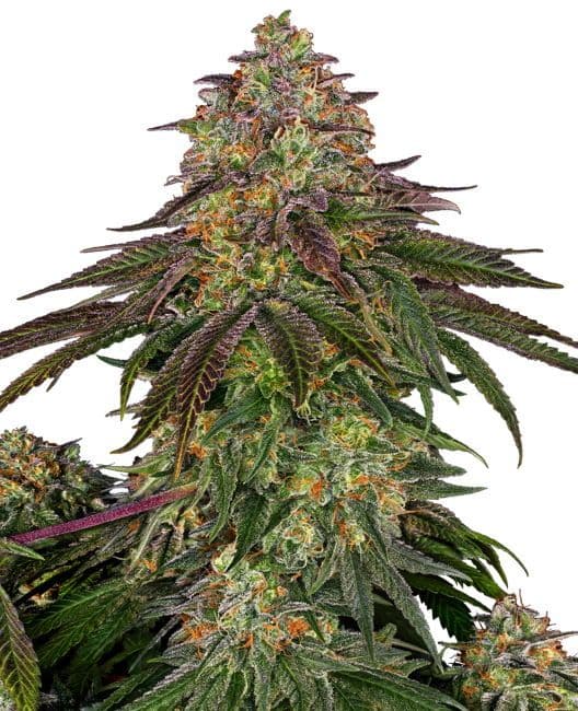 Sweet Cherry Kush Feminised Seeds