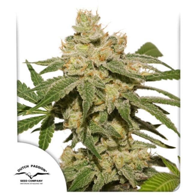 Oh My Gusher Auto Feminized Seeds