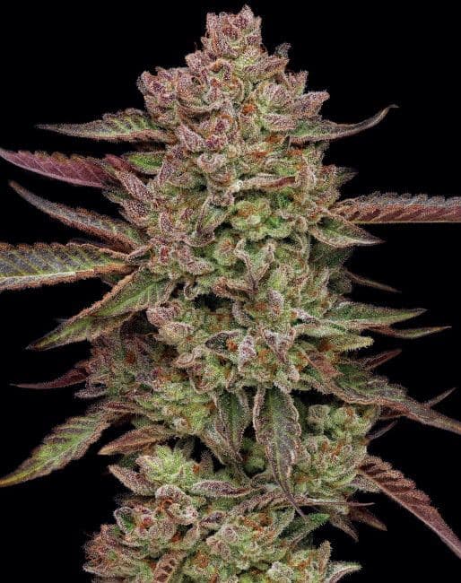 Gazzurple Feminised Seeds