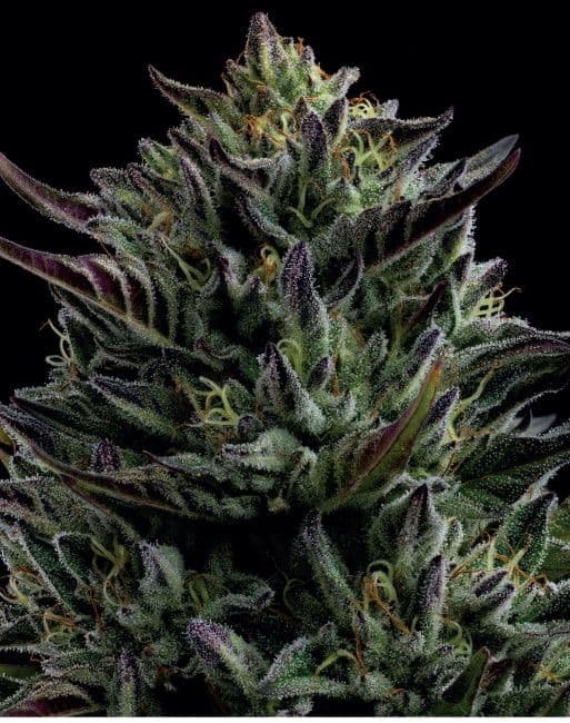 California Octane Feminised Seeds