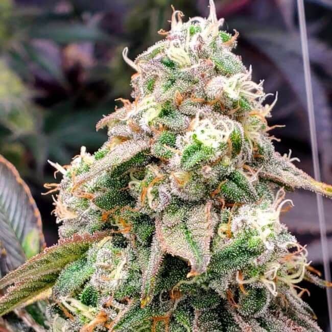 Gushers FAST Feminised Seeds