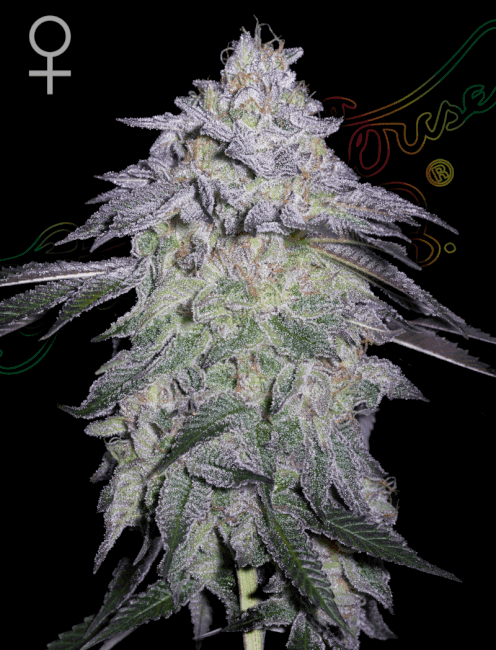 Nori Cake Feminised Seeds
