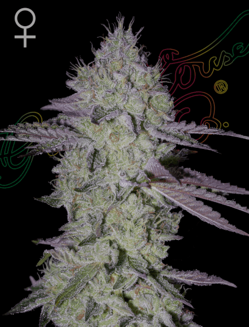 Tarte Tatin Feminised Seeds