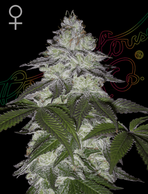 Milky Dreams Feminised Seeds