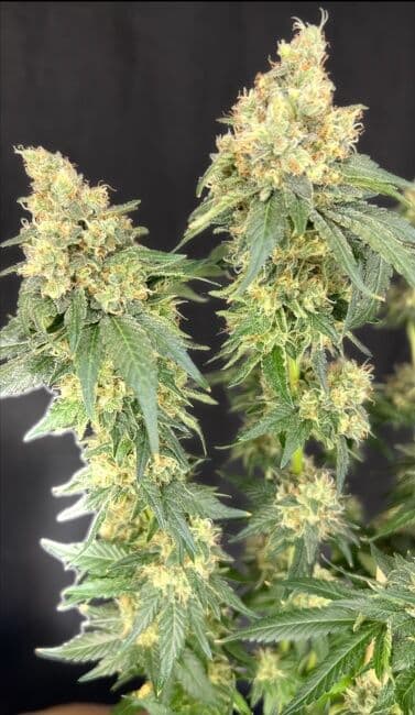 Bruce Banner x Baja Blast Feminised Seeds