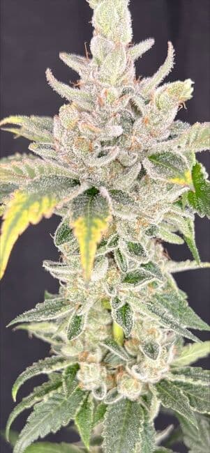 Zoap x Baja Blast Feminized Seeds