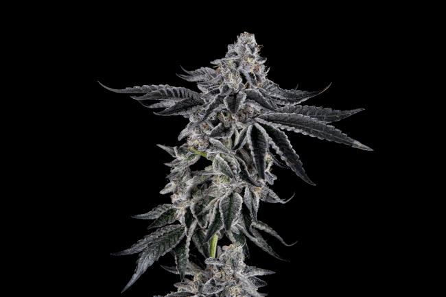 Sugar Fly Feminized Seeds