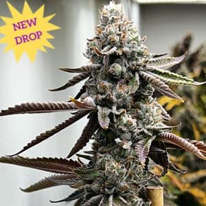 Pineapple Punk Feminised Seeds