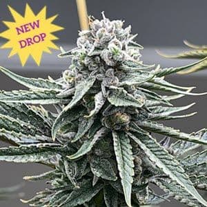 Watermelon Zaza S1 Feminised Seeds