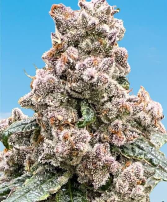 Frosted Raspberries S1 Feminised Seeds