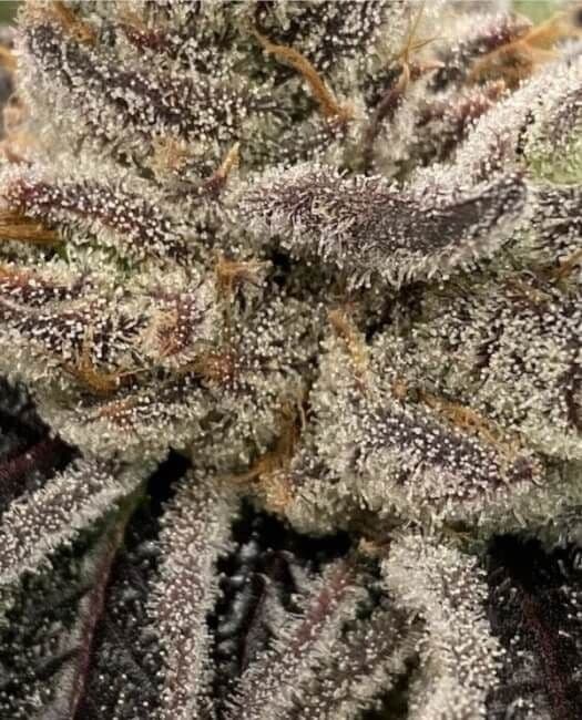 Bluemosa S1 Feminised Seeds