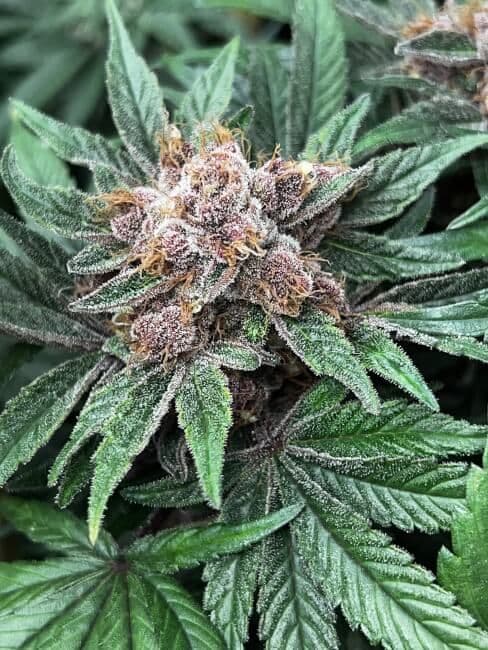 Forbidden Boogie Feminized Seeds