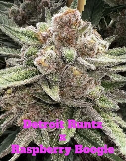 Raspberry Runtz Feminised Seeds