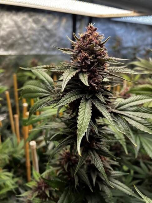Raz-Boola Feminized Seeds