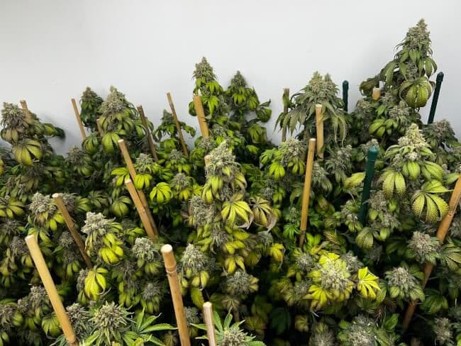 Indiana Bubble Gum S1 Feminised Seeds