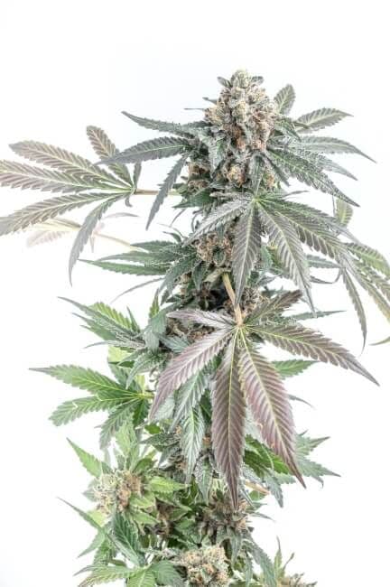 Gorilla Cookies Cake Auto Feminised Seeds