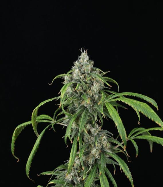 Mango Sky Auto Feminised Seeds
