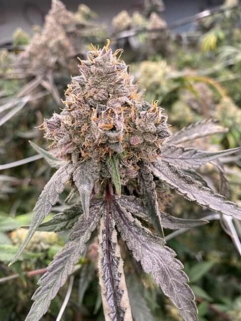 Gummy Bears Auto Feminized Seeds