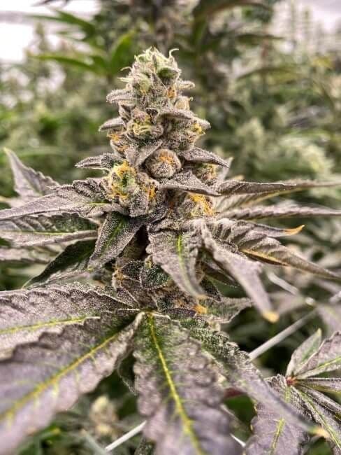 Gummy Mintz Auto Feminized Seeds