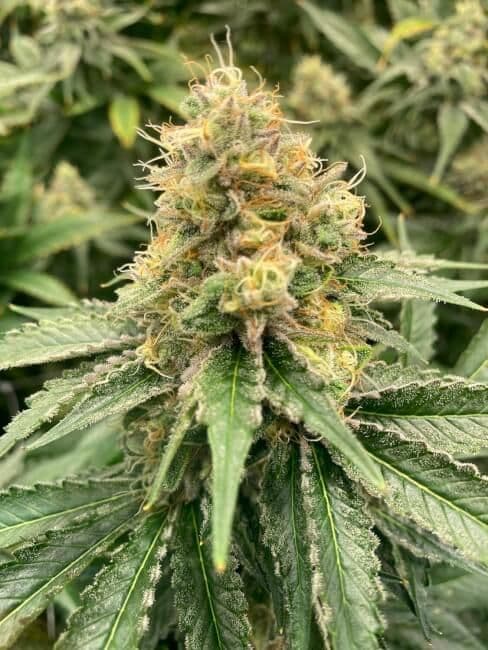 Strawberry Guava Auto Feminised Seeds