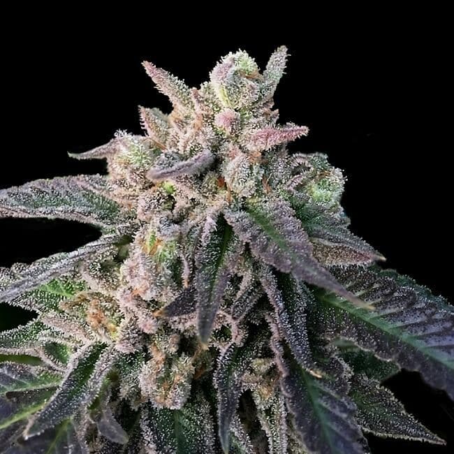 Elon’s X Regular Seeds