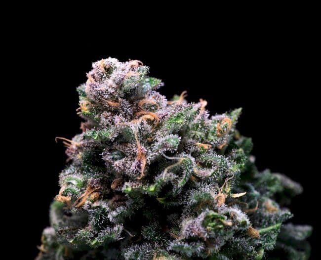 Tropical Cooler Feminized Seeds