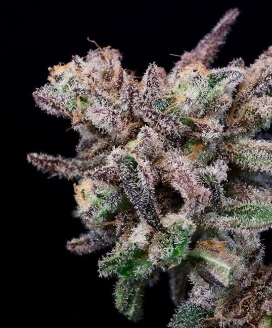 Iced Sangria Feminized Seeds