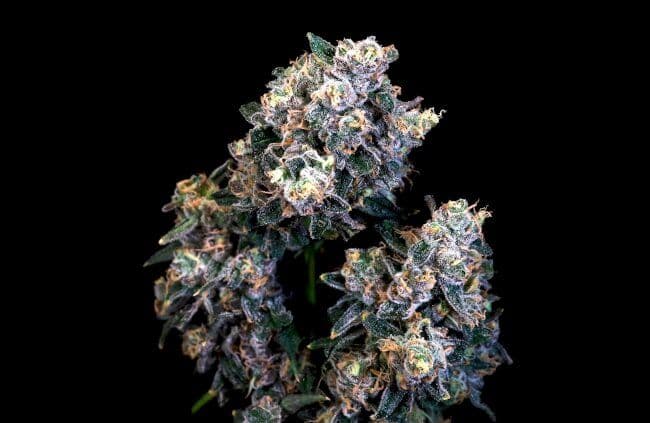 Super Sour Runtz Feminized Seeds