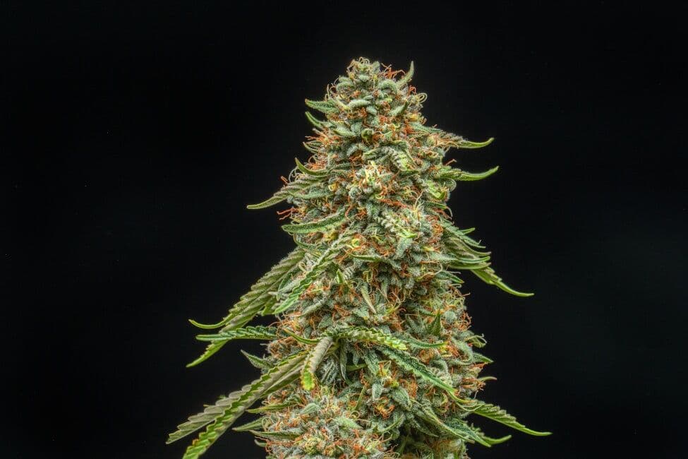 Turtle Taffy Auto Feminized Seeds