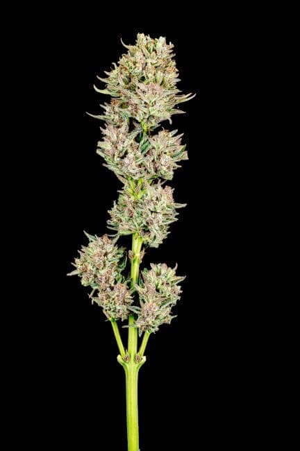 Garlic Jam Auto Feminized Seeds
