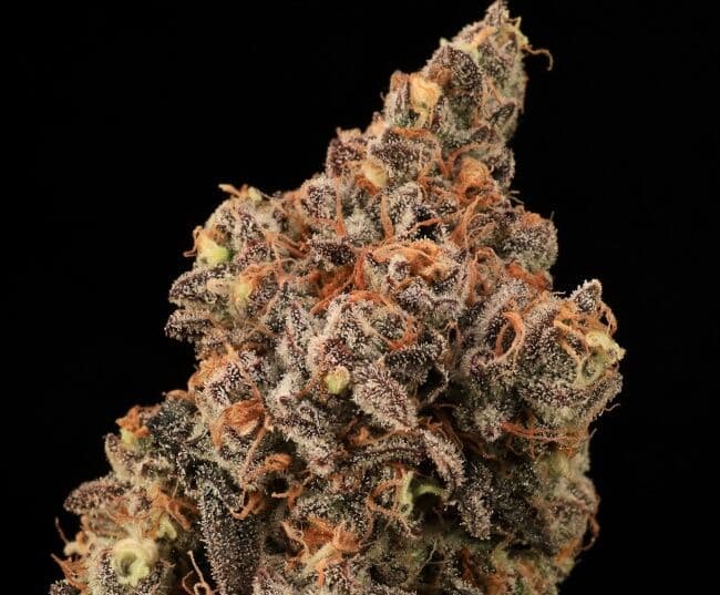 Banjerine FAST Feminized Seeds