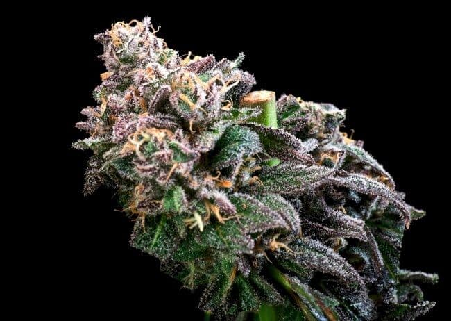Crazy Train FAST Feminized Seeds