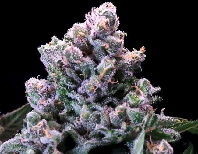 Huckleberry Pie FAST Feminized Seeds