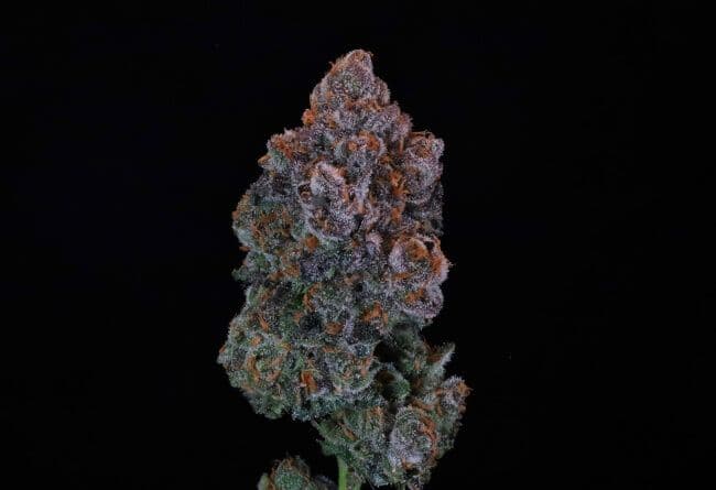 Green Apple Candy Feminized Seeds