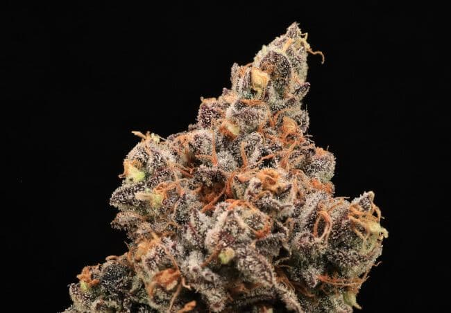 The Pandalorian Feminized Seeds
