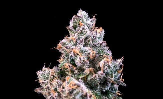 Space Station Feminized Seeds