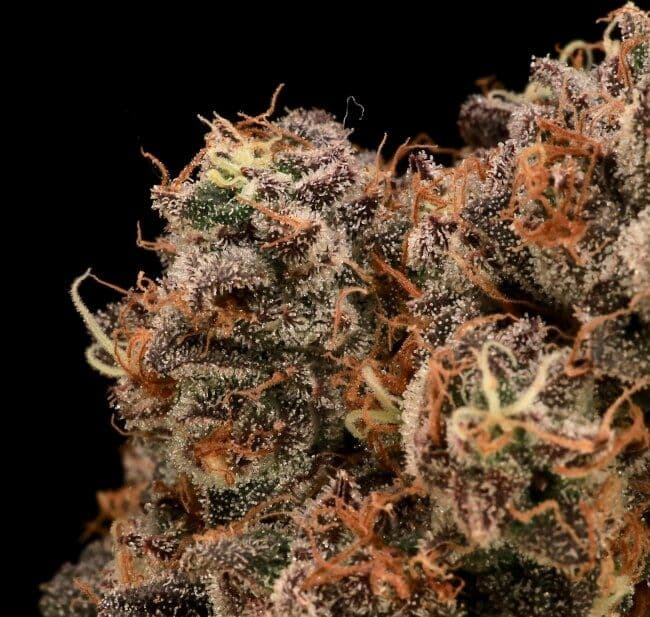 Sour Cherry Diesel Feminized Seeds