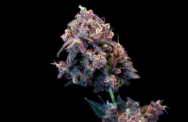 Outer Space Cake Feminized Seeds