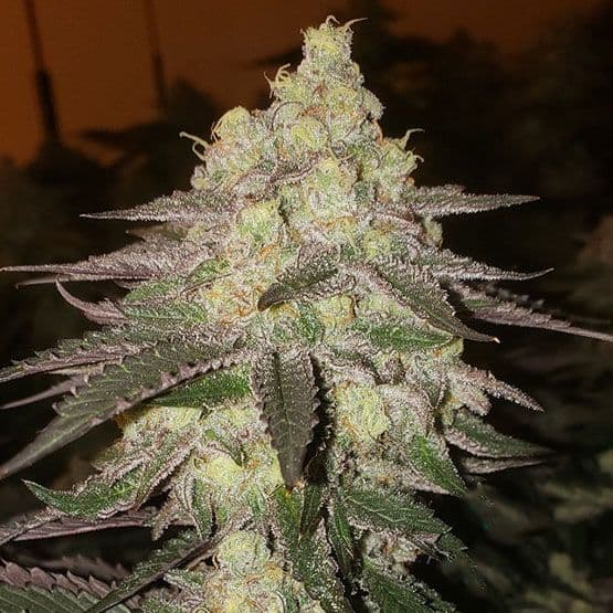Banana Daddy RBX2 Auto Feminized Seeds