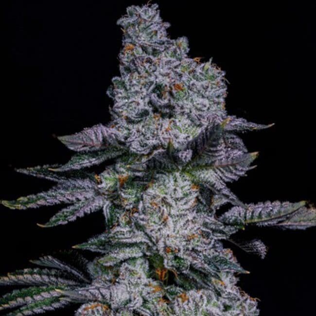Pineapple Runtz Auto Feminized Seeds